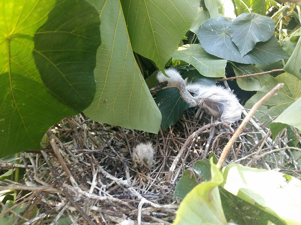 多隻鷺鳥BB跌在地上。(相片來源:Kenny Or)